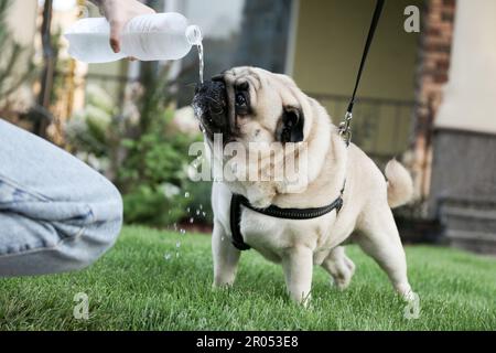 Der Besitzer goss Wasser aus der Flasche, um auf dem Rasen zu spazieren und zu schließen. Hundegang Stockfoto