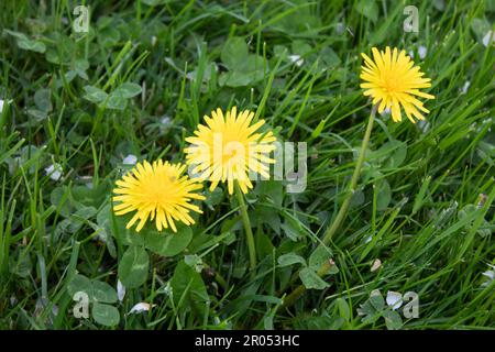 Löwenzahn Stockfoto