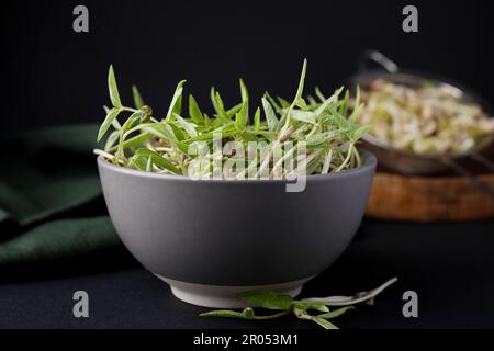 Mungbohnensprossen in Schüssel auf schwarzem Tisch, Nahaufnahme Stockfoto