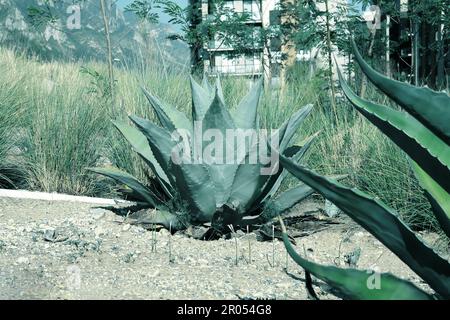 Wunderschöne Agave-Pflanzen wachsen an sonnigen Tagen im Freien Stockfoto