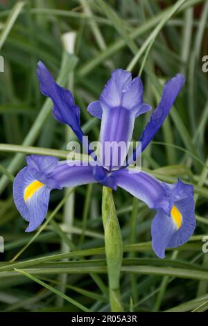 Lebhafte romantische Iris mit violetten Blütenblättern, die im Frühling im Freien blühen Stockfoto
