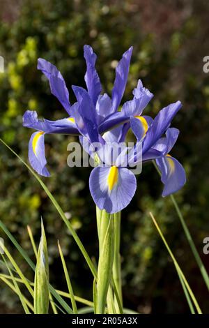 Im Frühling blüht eine elegante, mehrjährige Irispflanze in leuchtend violetten Blüten Stockfoto