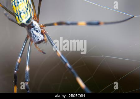 Wunderschöne Nahaufnahme der Nephila clavata-Spinne, bekannt in Japan als Joro gumo, isoliert auf grauem Hintergrund. Stockfoto