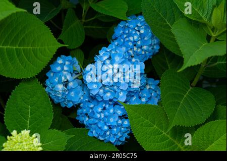 Wunderschöne blaue Blume Hydrangea macrophylla. Stockfoto
