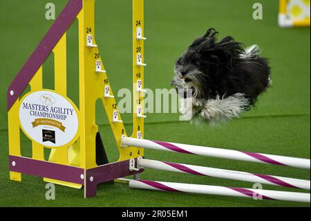 New York, USA. 06. Mai 2023. Ein Hund nimmt am Agilitätswettbewerb während der 147. Westminster Kennel Club Dog Show am Canine Celebration Day Teil, die am Samstag, den 6. Mai 2023, im USTA Billie Jean King National Tennis Center in Flushing Meadows-Corona Park in Queens, New York stattfindet. (Foto: Anthony Behar/Sipa USA) Guthaben: SIPA USA/Alamy Live News Stockfoto