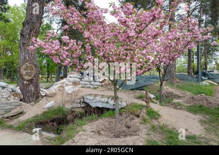 Kiew, Ukraine. 4. Mai 2023. Gräben und Sandsäcke sind in den Gassen des Parks zu sehen. Sakura blühte im Kyoto-Park in Kiew auf. Der Kyoto Park in Kiew ist eine kleine japanische Insel inmitten der ukrainischen Hauptstadt. Es ist die längste Sakura-Allee in der Ukraine, etwa einen Kilometer lang, wurde gepflanzt, Sakura-Bäume blühen nicht lange - nur zwei Wochen von Ende April bis Anfang Mai. Kyoto Park war der Ort der Verteidigungslinie Kiews und es gibt zahlreiche Befestigungsanlagen. (Credit Image: © Mykhaylo Palinchak/SOPA Images via ZUMA Press Wire) NUR REDAKTIONELLE VERWENDUNG! Nicht für den kommerziellen GEBRAUCH! Stockfoto