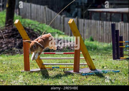 Schauenstein, Deutschland. 30. April 2023. Beim „Rabbit Hop“ während des Möhrchen Cup 2023 trainiert ein Rammelkaninchen beim Springen über Hindernisse. Zu seiner eigenen Sicherheit ist es an der Leine des Tierhalters. (Zu dpa „Wenn Kaninchen über Hürden springen – Phänomen „Rabbit Hop“) Kredit: Daniel Vogl/dpa/Alamy Live News Stockfoto