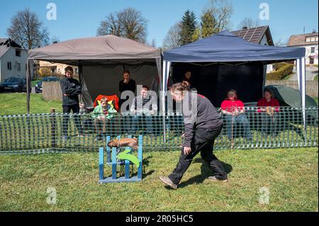 Schauenstein, Deutschland. 30. April 2023. Beim Möhrchen Cup 2023 springt ein Kaninchen über ein Hindernis. Der Tierbesitzer begleitet den Lauf durch den Hindernislauf. (Zu dpa „Wenn Kaninchen über Hürden springen – Phänomen „Rabbit Hop“) Kredit: Daniel Vogl/dpa/Alamy Live News Stockfoto