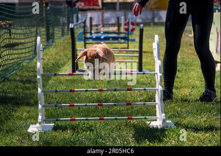 Schauenstein, Deutschland. 30. April 2023. Beim Möhrchen Cup 2023 springt ein Kaninchen über ein Hindernis. Der Tierbesitzer begleitet den Lauf durch den Hindernislauf. (Zu dpa „Wenn Kaninchen über Hürden springen – Phänomen „Rabbit Hop“) Kredit: Daniel Vogl/dpa/Alamy Live News Stockfoto