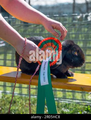 Schauenstein, Deutschland. 30. April 2023. Der Rammbock Silverados Sense of Star der Hüterin Verina Liß aus Zirndorf hat den 1. Platz in der Elite-Klasse errungen. Möhrchen Cup 2023 im „Rabbit Hop“. (Zu dpa „Wenn Kaninchen über Hürden springen – Phänomen „Rabbit Hop“) Kredit: Daniel Vogl/dpa/Alamy Live News Stockfoto