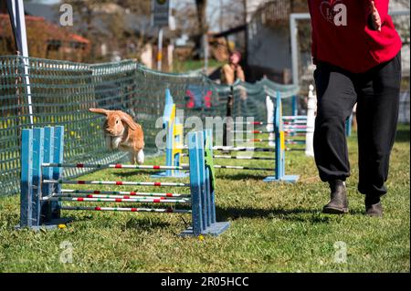 Schauenstein, Deutschland. 30. April 2023. Beim Möhrchen Cup 2023 springt ein Kaninchen über ein Hindernis. Der Tierbesitzer begleitet den Lauf durch den Hindernislauf. (Zu dpa „Wenn Kaninchen über Hürden springen - Phänomen „Rabbit Hop“) - Kredit: Daniel Vogl/dpa/Alamy Live News Stockfoto