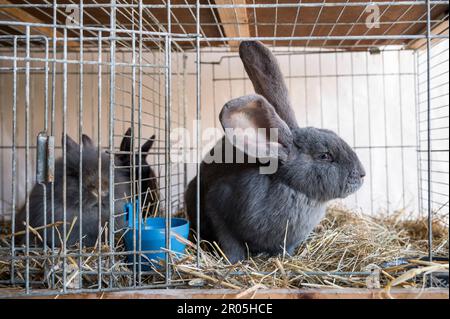 Schauenstein, Deutschland. 30. April 2023. Ein deutscher Riese sitzt in seinem Käfig. Karottenbecher 2023 im „Rabbit Hop“. (Zu dpa „Wenn Kaninchen über Hürden springen – Phänomen „Rabbit Hop“) Kredit: Daniel Vogl/dpa/Alamy Live News Stockfoto