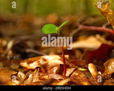 Neues Leben im Wald kleine Setzlinge wachsen zu großen Bäumen Stockfoto