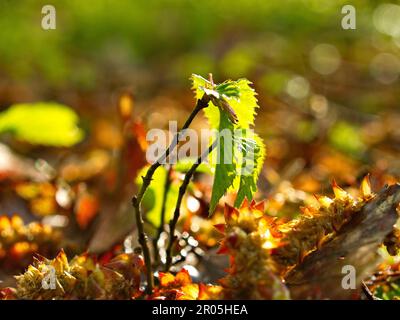 Neues Leben im Wald kleine Setzlinge wachsen zu großen Bäumen Stockfoto