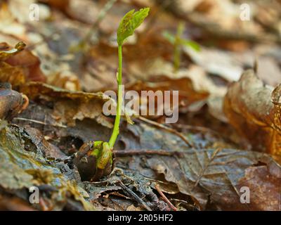 Neues Leben im Wald kleine Setzlinge wachsen zu großen Bäumen Stockfoto