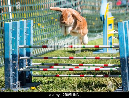 Schauenstein, Deutschland. 30. April 2023. Beim Möhrchen Cup 2023 springt ein Kaninchen über ein Hindernis. Der Tierbesitzer begleitet den Lauf durch den Hindernislauf. (Zu dpa „Wenn Kaninchen über Hürden springen - Phänomen „Rabbit Hop“) - Wiederholung mit veränderten Bilddetails Kredit: Daniel Vogl/dpa/Alamy Live News Stockfoto