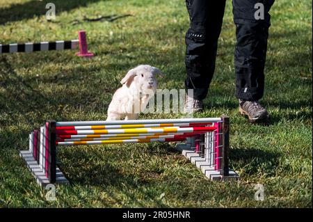 Schauenstein, Deutschland. 30. April 2023. Beim Möhrchen Cup 2023 springt ein Kaninchen über ein Hindernis. Der Tierbesitzer begleitet den Lauf durch den Hindernislauf. (Zu dpa „Wenn Kaninchen über Hürden springen – Phänomen „Rabbit Hop“) Kredit: Daniel Vogl/dpa/Alamy Live News Stockfoto