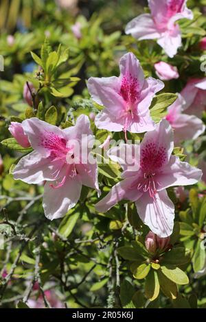 Wunderschöne, zarte, blassrosa Azaleen blühen in einem Garten in Monterey, CA. Stockfoto