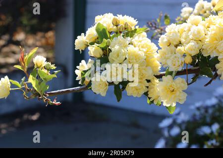 Haufen zarter gelber Rosen auf einem Ast im Frühling, Nordkalifornien. Stockfoto