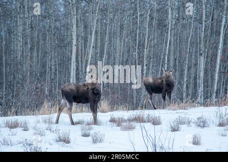 Zwei seltsame Elche, die im kalten Winter am Alaska Highway zu sehen sind. Verschneite Landschaft und boreale Wälder umgeben die wilden Tiere. Stockfoto