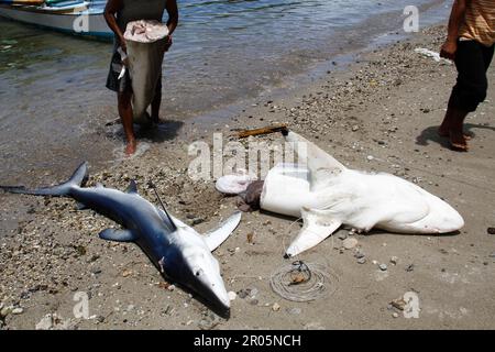 Haie, die von traditionellen Fischern gefangen werden, werden nach dem Ausladen aus Fischerbooten auf den Sand am Strand gelegt. Stockfoto