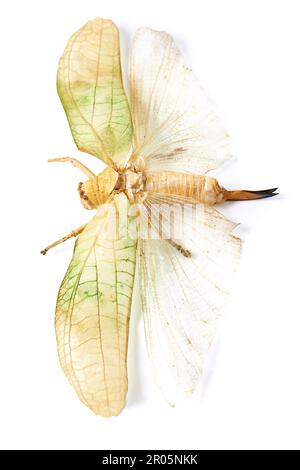 Natur, Insekten und Nahaufnahme mit Schmetterling im Studio für Käfer, Fauna und Ökosystem. Natur, Tierwelt und Artenvielfalt mit Blick von oben auf Motten isoliert Stockfoto
