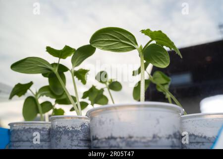 Gurkenkeimlinge in Bechern, während sie auf der Fensterbank wachsen Stockfoto