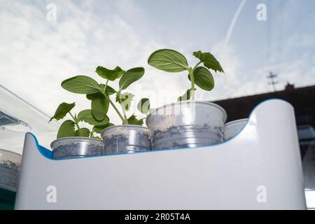 Gurkenkeimlinge in Bechern, während sie auf der Fensterbank wachsen Stockfoto