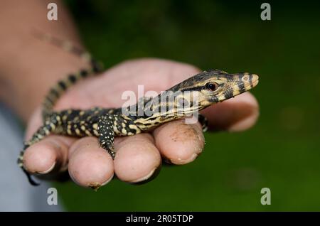 Juvenile Monitor Lizard, Varanus Salvator, an der Hand des Menschen, Klungkung, Bali, Indonesien Stockfoto