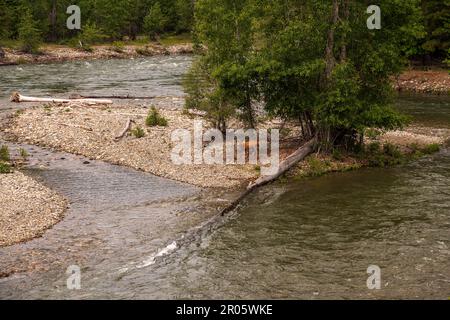 Eine Hirschmutter pflegt ihre beiden Herzstücke auf einer felsigen Insel in Winthrop, Washington, an dem Ort, an dem der Chewuch River und der Methow River zusammenfließen. Stockfoto