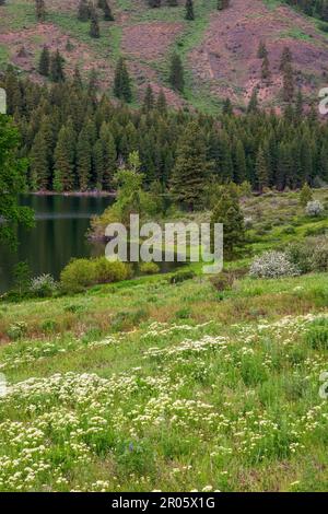 Alle Grüntöne werden in diesem vertikalen Bild des Patterson Lake in Okanogan County, Washington, dargestellt, mit Feldern von Wildblumen im Vordergrund Stockfoto