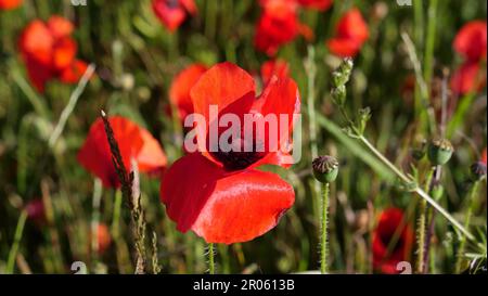 Nahaufnahme der lilafarbenen Harebell-Blume, mit Blick direkt in die Blumenmitte, mit weichem Hintergrund mit Grün und einer weiteren Blume Stockfoto