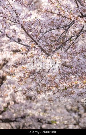 Kirschblüten im Frühling mit Soft Focus beim Yeongdeungpo Yeouido Spring Flower Festival in Seoul, Südkorea Stockfoto