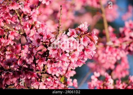 Prunus cerasoides sind wunderschöne rosa Blüten, die von Januar bis Februar blühen und blühen. Häufig auf den Bergen von Thailand gefunden. Stockfoto