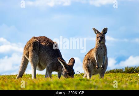 Zwei Kängurus im Yuraygir-Nationalpark an der Küste von New South Wales, Australien Stockfoto