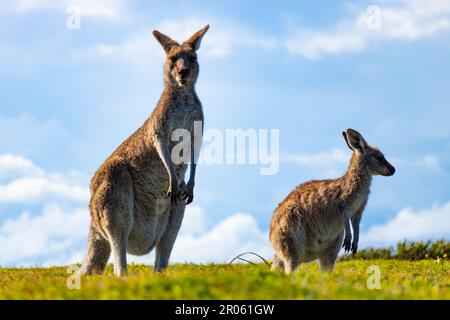 Zwei Kängurus im Yuraygir-Nationalpark an der Küste von New South Wales, Australien Stockfoto