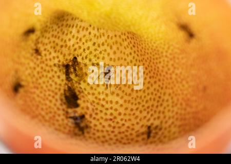 Mücken, die in der Pitcher Cup of Nepenthes, einer Gattung fleischfressender Pflanzen, auch bekannt als tropische Pitcher, oder Affenbecher, im gefangen und gestorben sind Stockfoto