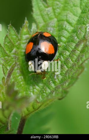 Natürliche vertikale Nahaufnahme des farbenfrohen Harlekin, bunten oder asiatischen Frauenkäfers Harmonia axiridis Stockfoto
