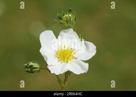 Die gelbliche Blume einer Erdbeere (Fragaria) der Familie Rosaceae im Frühling in einem niederländischen Garten. Verblasster holländischer Garten als Hintergrund. Frühling, Mai Stockfoto