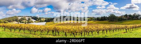 Wunderschöne Herbstweinberge in Adelaide Hills an einem Tag, Südaustralien. Stockfoto