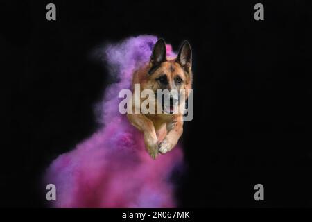 Deutscher Schäferhund in rosa und lila holi-Farben springt auf schwarzem Hintergrund. Bunte Rauchwolken und ein wunderschöner reinrassiger Hund. Porträt des Hundes Stockfoto