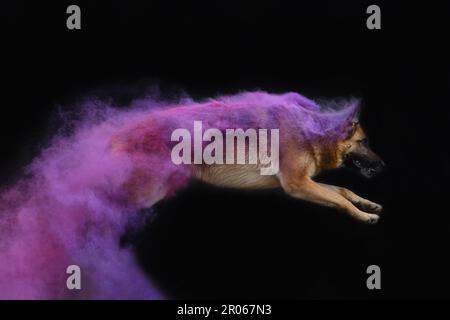 Deutscher Schäferhund in rosa und lila holi-Farben springt auf schwarzem Hintergrund. Das Porträt des in Bewegung befindlichen Hundes über die gesamte Länge. Seitenansicht. Wolken aus mehrfarbigem Smo Stockfoto