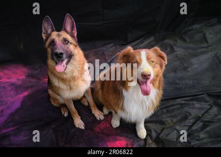 Deutscher und australischer Hirte mit bunten Holi-Farben auf Gesichtern sitzen auf schwarzem Stoffhintergrund zusammen und schauen lächelnd auf. Porträt von zwei Hunden p Stockfoto