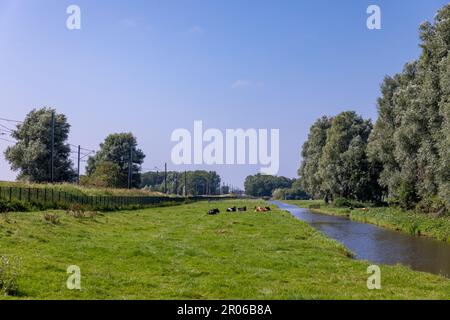 Die Rinder liegen entspannt auf einer Wiese neben einer Bahnstrecke im südholländischen Dorf Sassenheim in den Niederlanden. An einem blauen Tag. Stockfoto