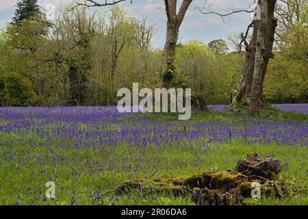 Bluebells cornwall, Bluebell Wood, mit einem Pfad durch englische Bluebells, in einem Spring Woodland Stockfoto