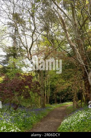 Bluebells cornwall, Bluebell Wood, mit einem Pfad durch englische Bluebells, in einem Spring Woodland Stockfoto