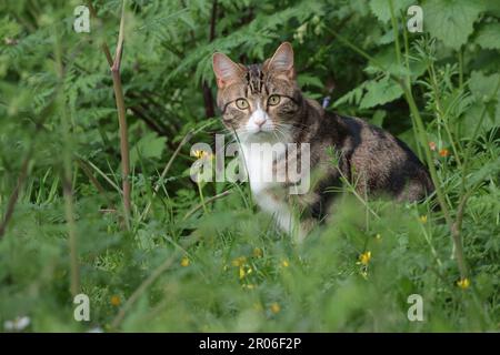 Katze, Haustier, Tabby, weiße Kehle und Maulkorb, rosa Nase, grünlich bernsteinfarbene Augen, die in der Vegetation in der lokalen Waldgegend im späten Frühling in großbritannien sitzen Stockfoto