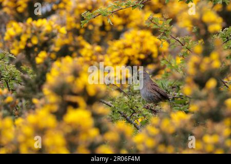 Dunnock in Gorse mit Nestmaterial in Schirm, Prunella modularis, grauem Kopf und Unterteilen, brauner Rücken, Flanken mit Streifen und einem dünnen Schirm. Spätwohnling Stockfoto