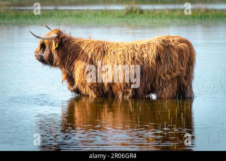 Highlander-Kuh, die im See schwimmen geht. Wassenaar, Niederlande. Stockfoto