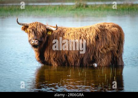 Highlander-Kuh, die im See schwimmen geht. Wassenaar, Niederlande. Stockfoto